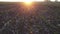 Germinating wheat grain on a field of agriculture, view of the sunrise on a field with crops