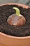 Germination of a bulb