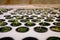 Germination salad on rockwool for hydroponic. Preparing for the cultivation of plants in the garden. Green sprout. Breeding ground