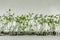 Germination tray sprouts closeup of organic homegrown lettuce, species lactuca sativa, a vegetable rich in vitamin K and A.