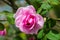 Gertrude Jekyll Rose or Pink Rose in Garden