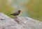 Geschilderde Astrild, Painted Finch, Emblema pictum