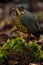 Geschubde Mierpitta, Undulated Antpitta, Grallaria squamigera