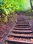 Get a autumn feeling - stairs under colourful leaves