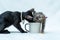 Get ready for a heartwarming video as these two kittens engage in playful antics around a white blank mug