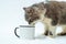 Get ready for a heartwarming video filled with a cat\\\'s playful interactions with a white blank mug