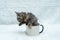 Get ready to be charmed by this small kitten\'s playful energy and spirit while partially inside a white blank mug