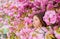 Get rid of seasonal allergy. Girl enjoying floral aroma. Kid on pink flowers sakura tree background. Child enjoy life