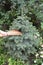 Get rid of spider mites in pine trees with broom. Spiders Web