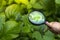 Get to know the world The white man hand boy who is exploring the green leaves in the summer with his magnifying glass