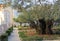 Gethsemane Garden and the Church of All nations