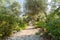 Gethsemane Garden on Mount of Olives, Jerusalem