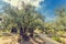 The Gethsemane Olive Orchard Garden