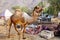 Getting a camel ready in Pushkar, India.