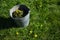 Getting rid of weeds in the garden. Yellow dandelions grow in the lawn.