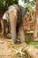 Getting used to captivity. Front-view of an Asian elephant in an enclosure - Thailand.