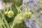 Geum bulgaricum - wild plant