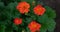 Geum coccineum borisii or dwarf orange avens red flower with green background
