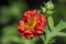 Geum coccineum bright orange red flowering plant in detail in the garden, petal dwarf orange avens  flower in bloom