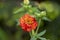 Geum coccineum bright orange red flowering plant in detail in the garden, petal dwarf orange avens  flower in bloom