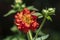 Geum coccineum bright orange red flowering plant in detail in the garden, petal dwarf orange avens  flower in bloom