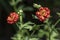 Geum coccineum bright orange red flowering plant in detail in the garden, petal dwarf orange avens  flower in bloom