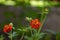 Geum coccineum bright orange red flowering plant in detail in the garden, petal dwarf orange avens  flower in bloom