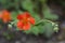 Geum Coccineum Red Avens Blooming Flower