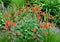 Geum form such a dense clump that even outside the flowering period, the plant is very attractive and, if it is mild, they are eve