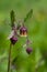 Geum rivale water avens wild flowering plant, purple red and yellow flowers in bloom