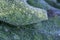 Gevlekt longkruid, Lungwort, Pulmonaria officinalis