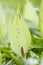 Gevlekte aronskelk, Lords-and-Ladies, Arum maculatum