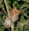 Gevlekte Dwergooruil, Mountain Scops-Owl, Otus spilocephalus