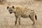 Gevlekte Hyena, Spotted Hyena, Crocuta crocuta