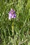 Gevlekte orchis; Heath Spotted Orchid; Dactylorhiza maculata