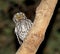 Gevlekte Schreeuwuil, Whiskered Screech-Owl, Megascops trichopsi