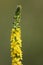 Gewone agrimonie Agrimonia eupatoria in the summer