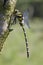 Gewone bronlibel, Common Goldenring, Cordulegaster boltonii