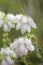 Gewone dopheide, Cross-leaved heath, Erica tetralix