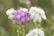 Gewone dopheide, Cross-leaved heath, Erica tetralix