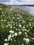 Gewone Margriet, Field Daisy, Leucanthemum vulgare