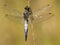 Gewone oeverlibel, Black-tailed Skimmer, Orthetrum cancellatum