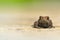 Gewone Pad, Common Toad, Bufo bufo