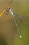 Gewone pantserjuffer, Common Spreadwing, Lestes sponsa