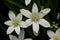 Gewone vogelmelk, Star-of-Bethlehem, Ornithogalum umbellatum