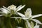 Gewone vogelmelk, Star-of-Bethlehem, Ornithogalum umbellatum