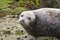 Gewone Zeehond, Harbor Seal, Phoca vitulina richardsi