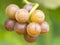 Gewurtztraminer Wine Grapes in a Vineyard