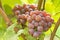 Gewurtztraminer Wine Grapes in a Vineyard