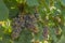 Gewurztraminer Grapes in Vineyard Okanagan Kelowna British Columbia Canada